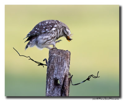 Steenuil - Little Owl