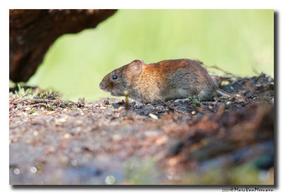 rosse_woelmuis