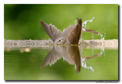 Tuinfluiter - Garden Warbler