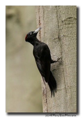 Zwarte Specht - Black Woodpecker