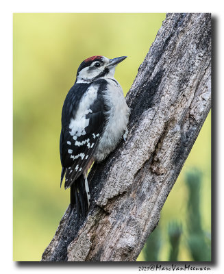 Grote Bonte Specht - Great Spotted Woodpecker
