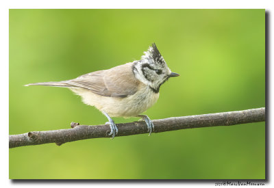 Kuifmees - Crested Tit