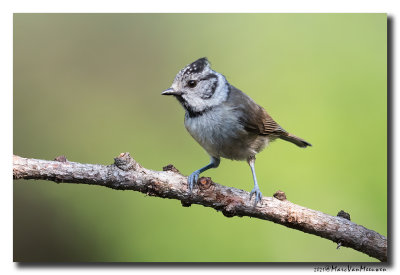 Kuifmees - Crested Tit