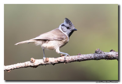 Kuifmees - Crested Tit