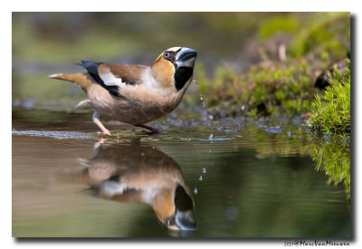 Appelvink - Hawfinch