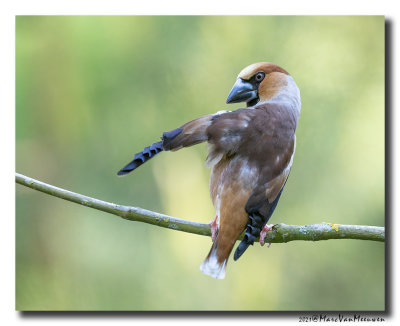 Appelvink - Hawfinch