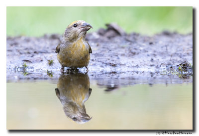 Kruisbek - Crossbill