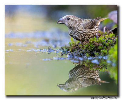 Kruisbek - Crossbill