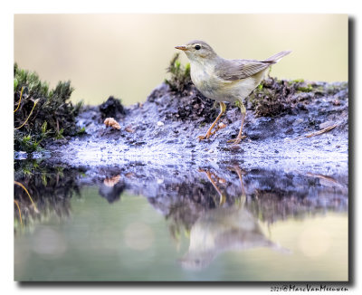 Fitis - Willow Warbler