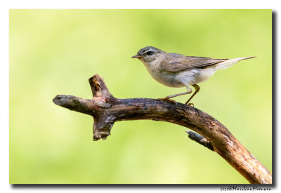 Fitis - Willow Warbler