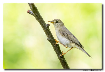 Fitis - Willow Warbler