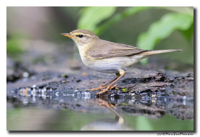 Fitis - Willow Warbler