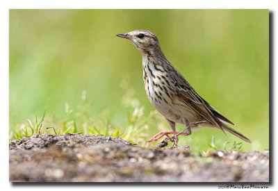 Boompieper - Tree Pipit