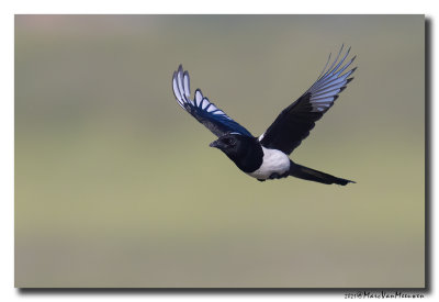 Ekster - Magpie
