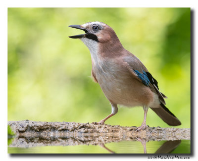 Gaai - Jay