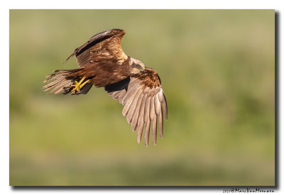Bruine Kiekendief - Marsh Harrier