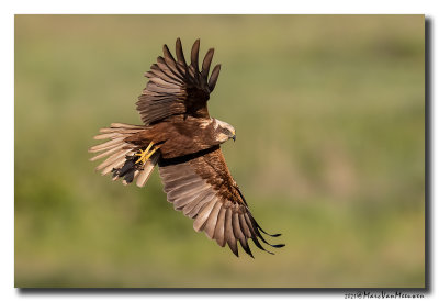 Bruine Kiekendief - Marsh Harrier