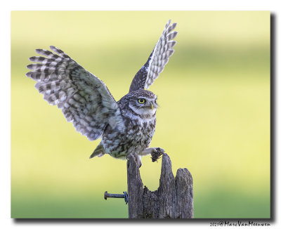 Steenuil - Little Owl