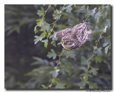 Steenuil - Little Owl
