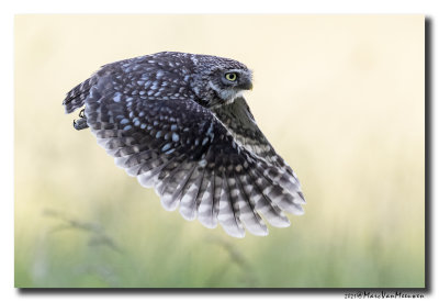 Steenuil - Little Owl
