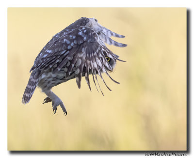 Steenuil - Little Owl