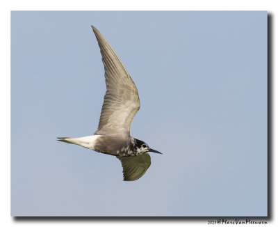 Zwarte Stern - Black Tern