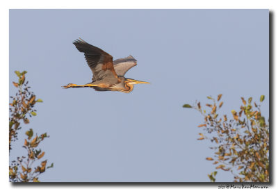 Purperreiger - Purple Heron