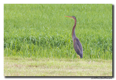 Purperreiger - Purple Heron