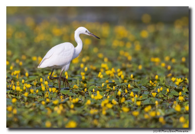 Kleine Zilverreiger - Little Egret