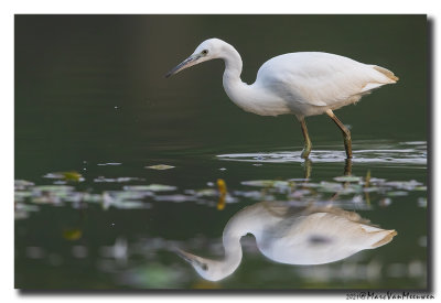Kleine Zilverreiger - Little Egret