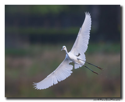 Kleine Zilverreiger - Little Egret