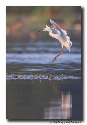 Kleine Zilverreiger - Little Egret