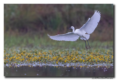 Kleine Zilverreiger - Little Egret