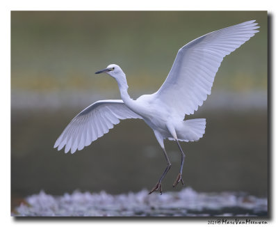 Kleine Zilverreiger - Little Egret