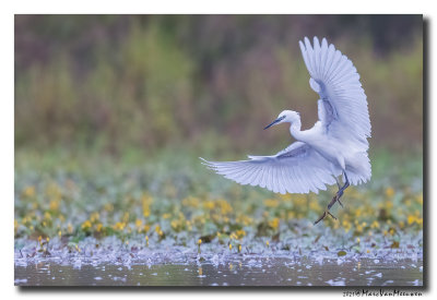 Kleine Zilverreiger - Little Egret
