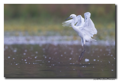 Kleine Zilverreiger - Little Egret