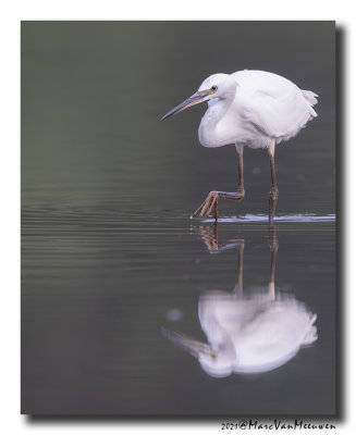 Kleine Zilverreiger - Little Egret