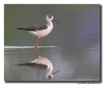 Steltkluut - Black-winged Stilt