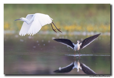 Steltkluut - Black-winged Stilt