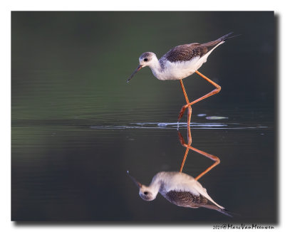 Steltkluut - Black-winged Stilt