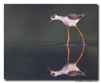 Steltkluut - Black-winged Stilt