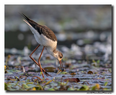 Steltkluut - Black-winged Stilt