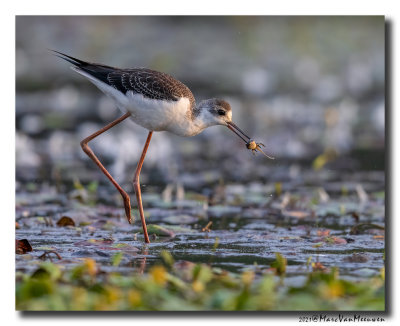 Steltkluut - Black-winged Stilt