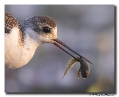 Steltkluut - Black-winged Stilt