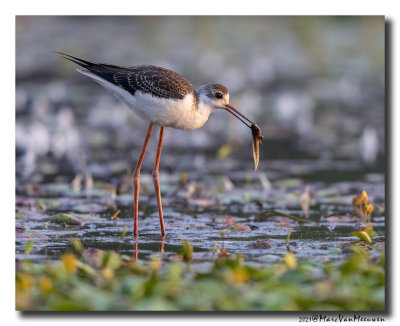 Steltkluut - Black-winged Stilt