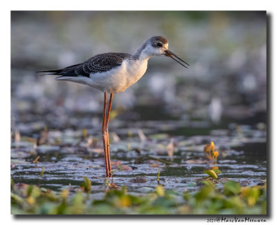 Steltkluut - Black-winged Stilt