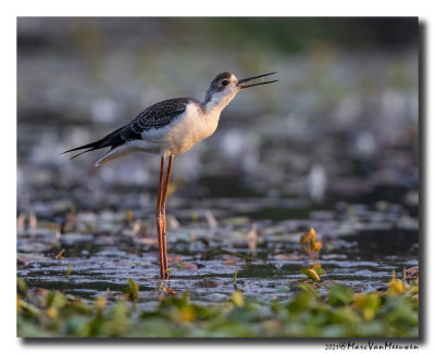 Steltkluut - Black-winged Stilt