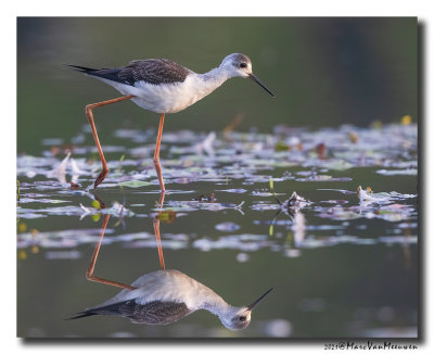 Steltkluut - Black-winged Stilt