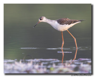 Steltkluut - Black-winged Stilt