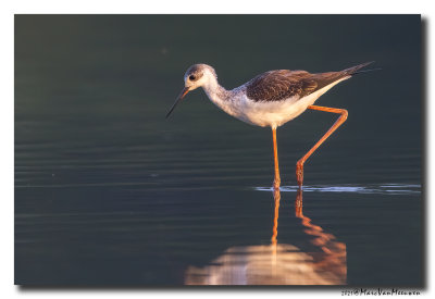 Steltkluut - Black-winged Stilt